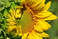 akirevarga-sunflower-9697806