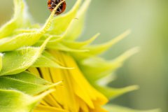 pat_photographies-sunflower-8111329